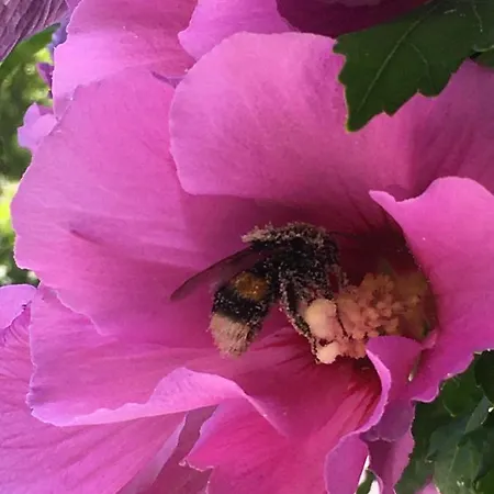 Paradiesisch Wohnen - Loreley Sankt Goarshausen